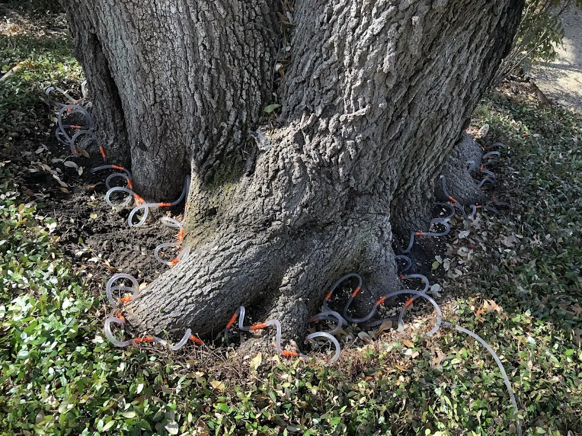 Detailed Tree Cabling and Bracing job site in Seven Springs