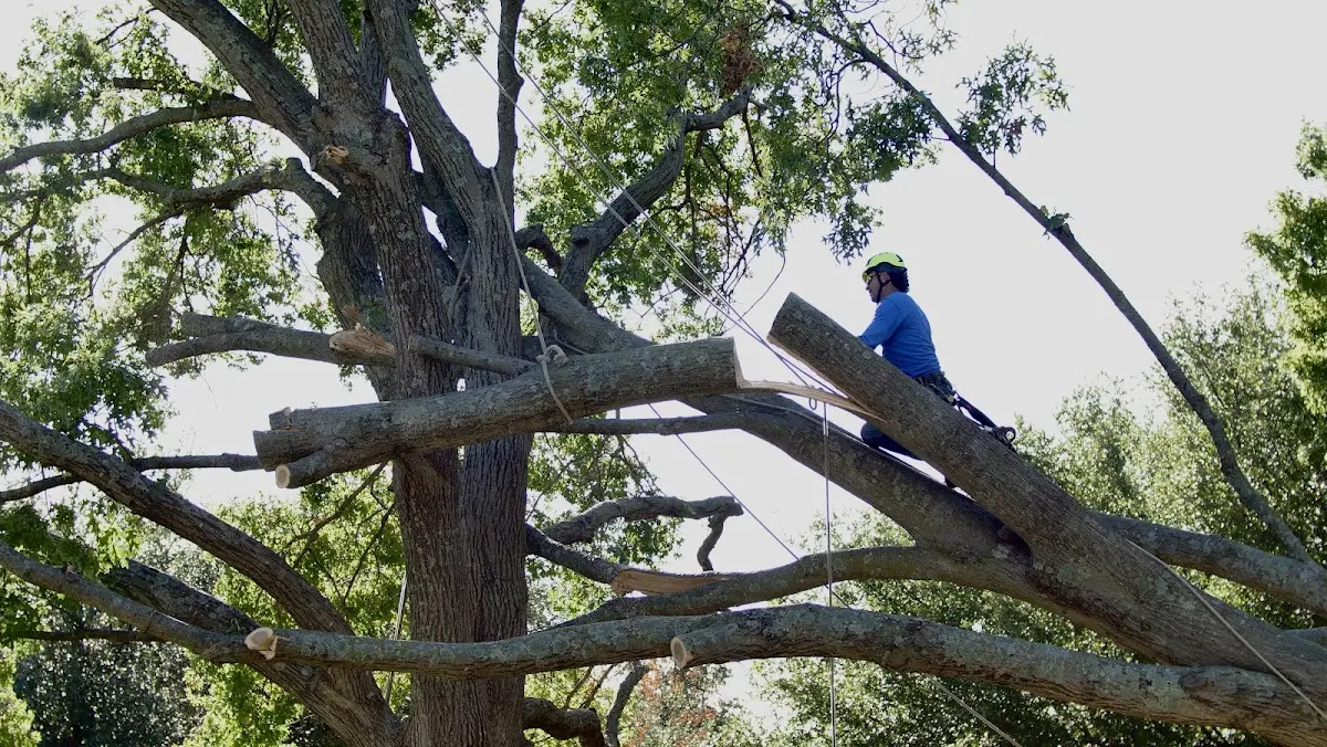 Professional Crown Thinning performed by certified arborists in Seven Springs