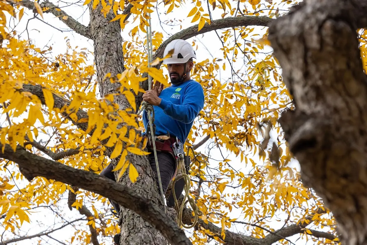Skilled Tree Pruning crew working in Seven Springs