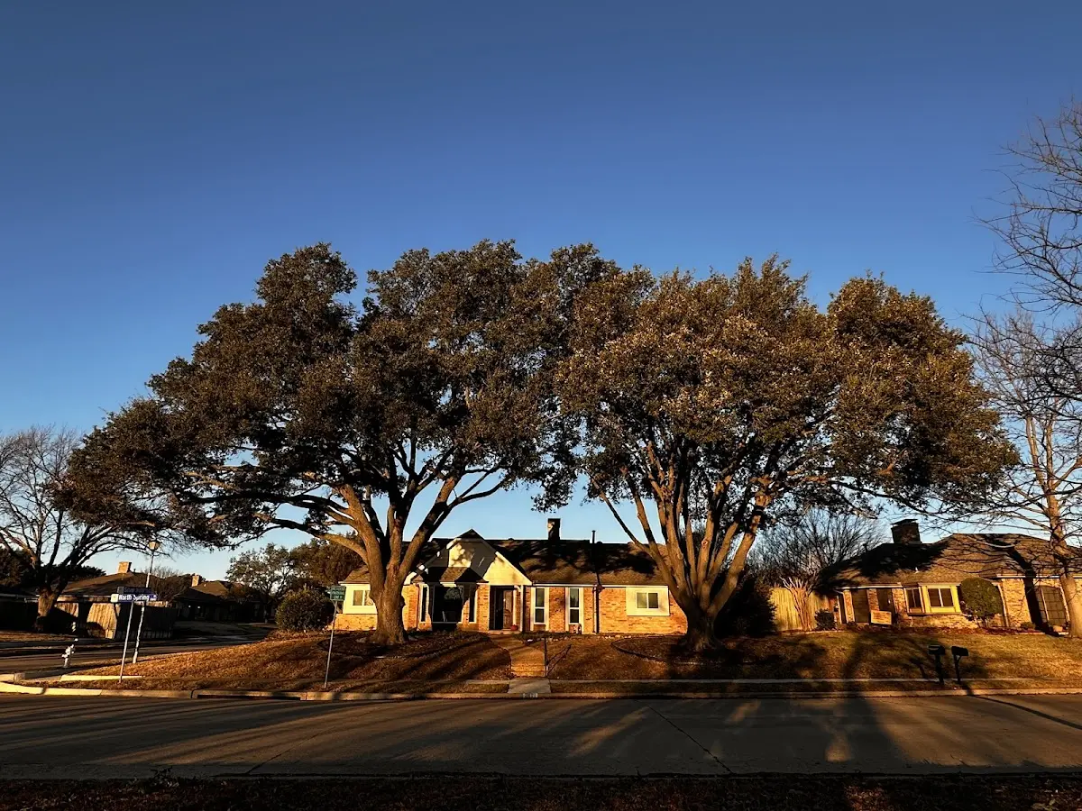 Established residential canopy tree shading a home in Seven Springs